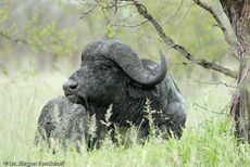Afrikanischer Büffel (83 von 102).jpg